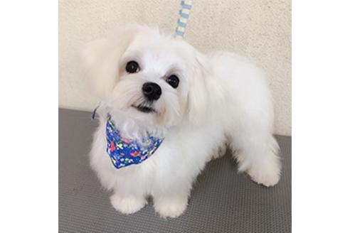 販売中のマルプー:マルチーズ×トイプードルの親犬